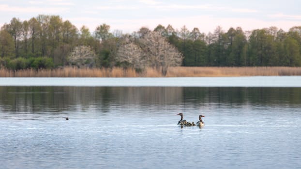 A peaceful lake setting featuring a family of ducks swimming under a clear sky.