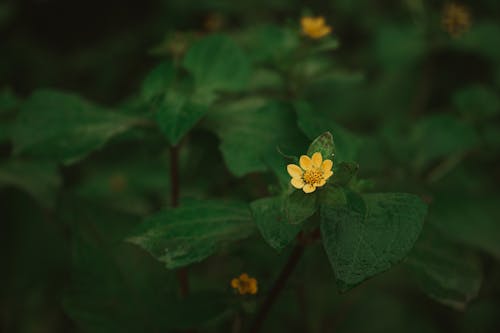 Yellow Flower and Green Leaves