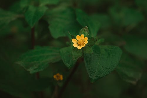 Flower and Green Leaves