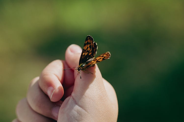 Close-up Of A Child Holding A Butterfly On Hand 