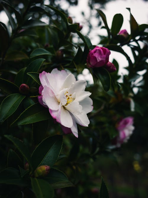 Gratis arkivbilde med busk, camellia, flora