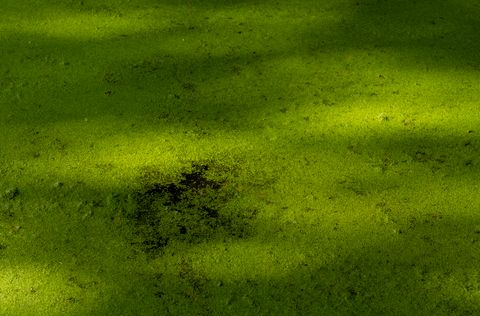 Blaualgen-Karte Deutschland 2026: Aktuelle Badeseen-Warnungen für Hunde