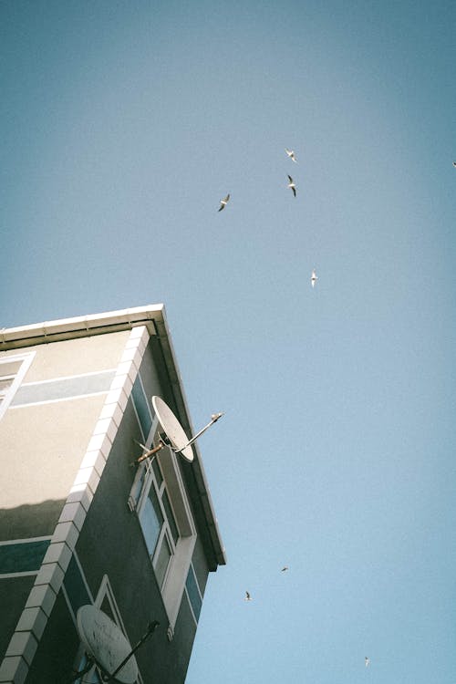 Birds Flying over Building