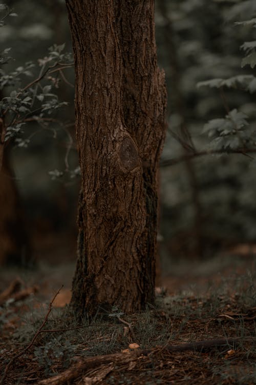 Foto profissional grátis de árvore, aumento, casca
