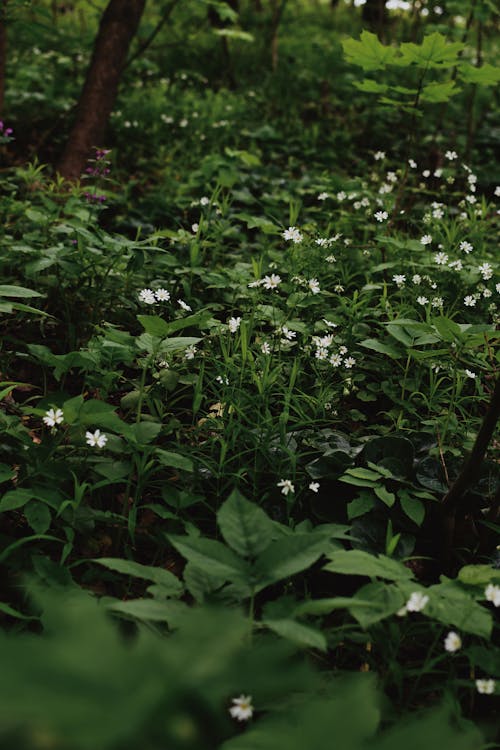 Foto profissional grátis de flores brancas, floresta, folhagem