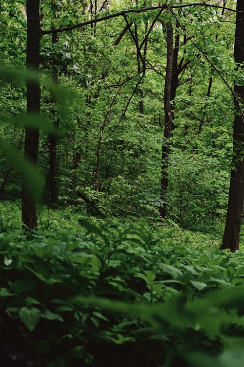 A Dense Green Forest 