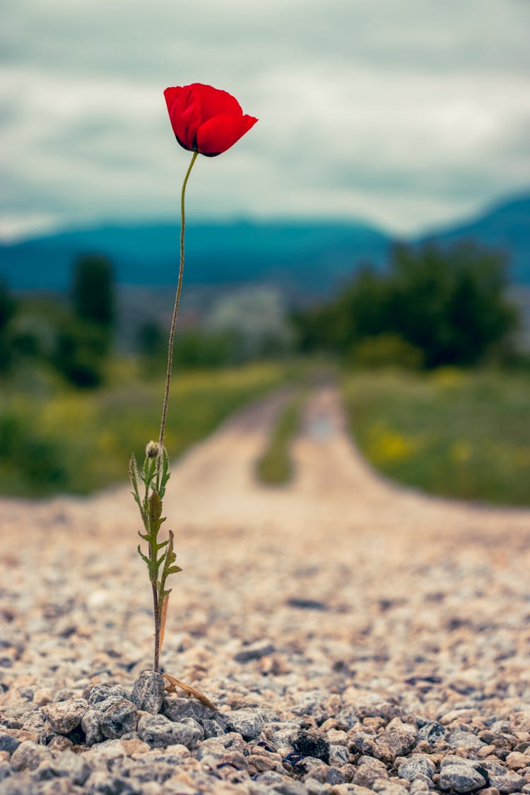 Single Poppy Flower On Footpath