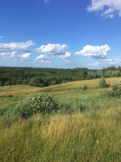 Grassland under Blue Sky