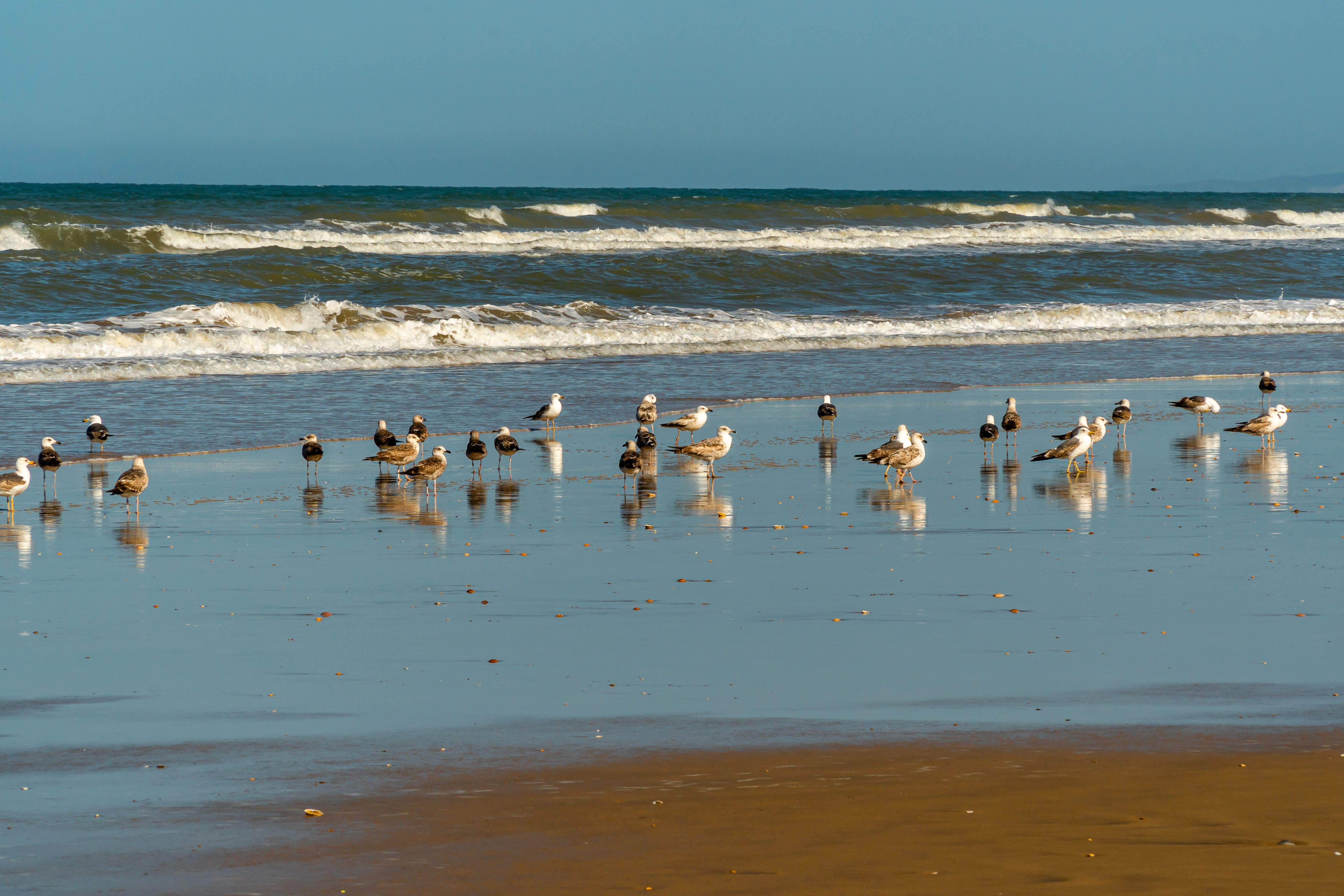 Goolwa Beach