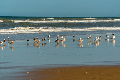 Photos gratuites de animaux, horizon, mouettes