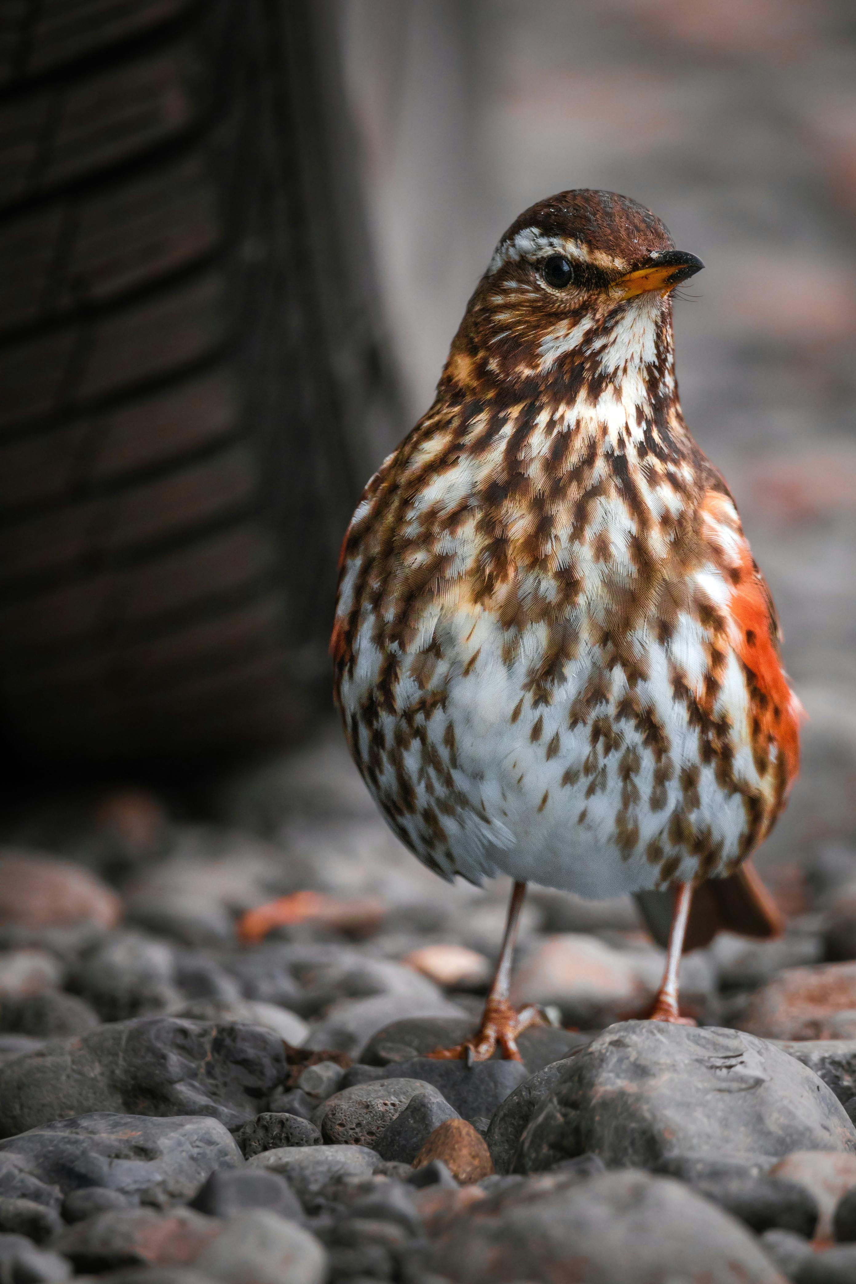 Close up of Redwing · Free Stock Photo