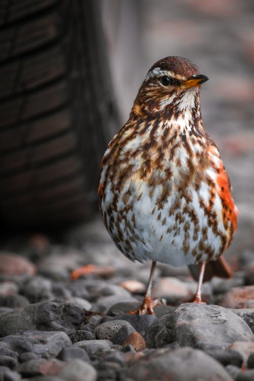 Red wing is the National Bird of Turkey