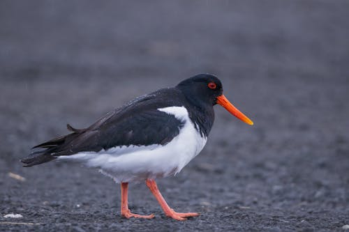 Close-up of Oystercatcher Walking on Ground