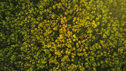 Kostnadsfri bild av dagsljus, djungel, drönarbilder