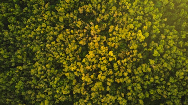 A vibrant top-view aerial shot of a dense forest in Selangor, Malaysia captured during daylight.