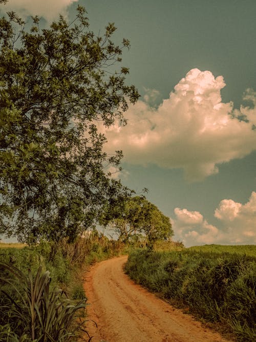 Free stock photo of bluesky, landscape, plants