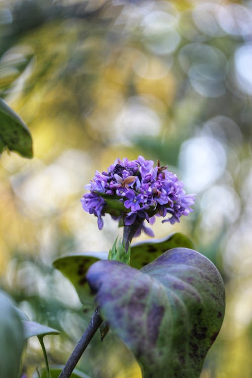 Gratis arkivbilde med anlegg, blad, blomst