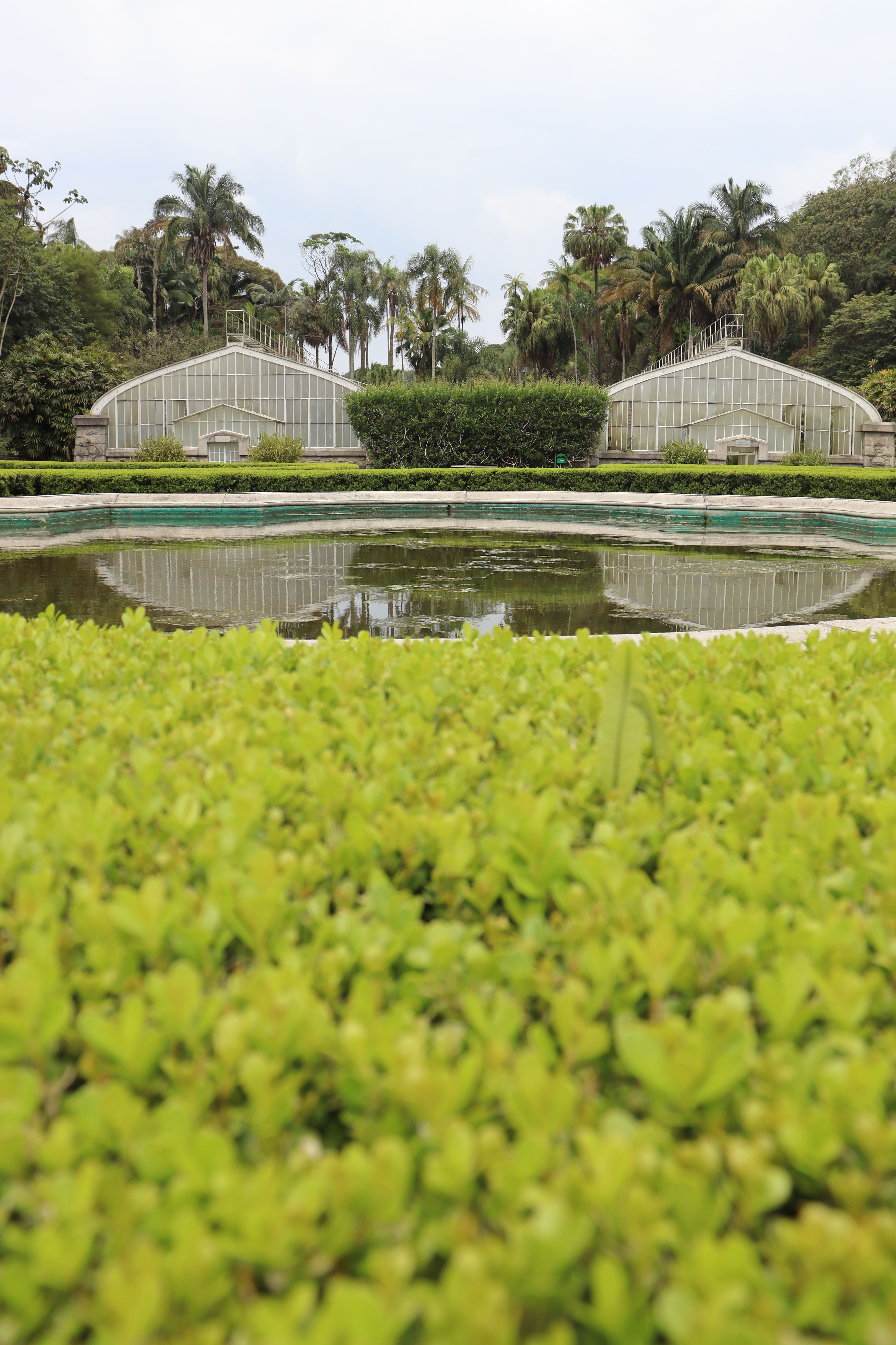 Flagrante no Jardim Botânico: garça-moura destroça traíra no lago das vitórias-régias