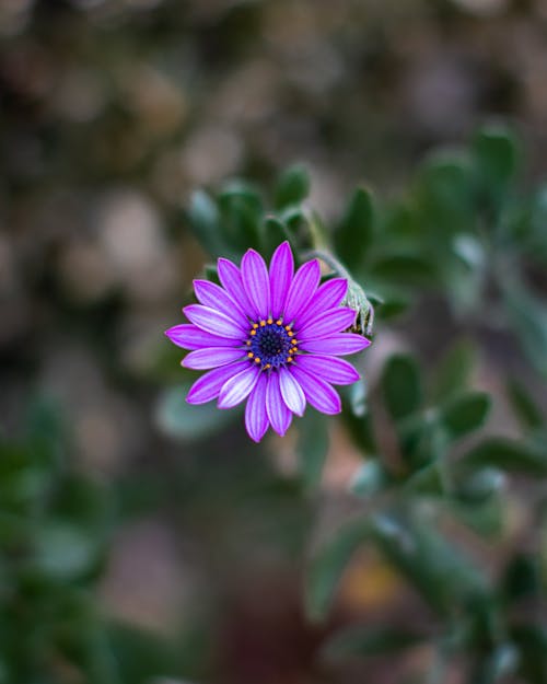 Kostenloses Stock Foto zu blühen, blume, blütenblatt