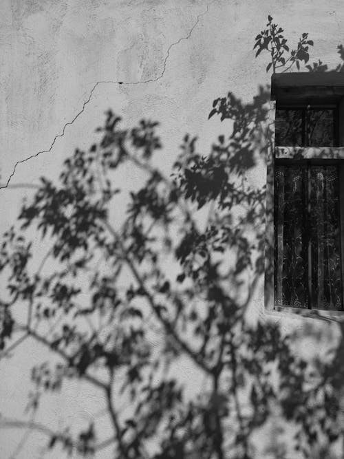 Tree Shadow on Building Wall