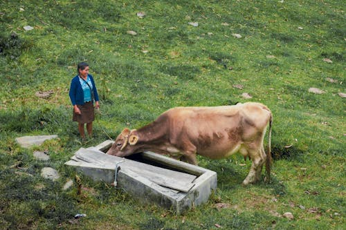 Imagine de stoc gratuită din a închide, animal, animale domestice