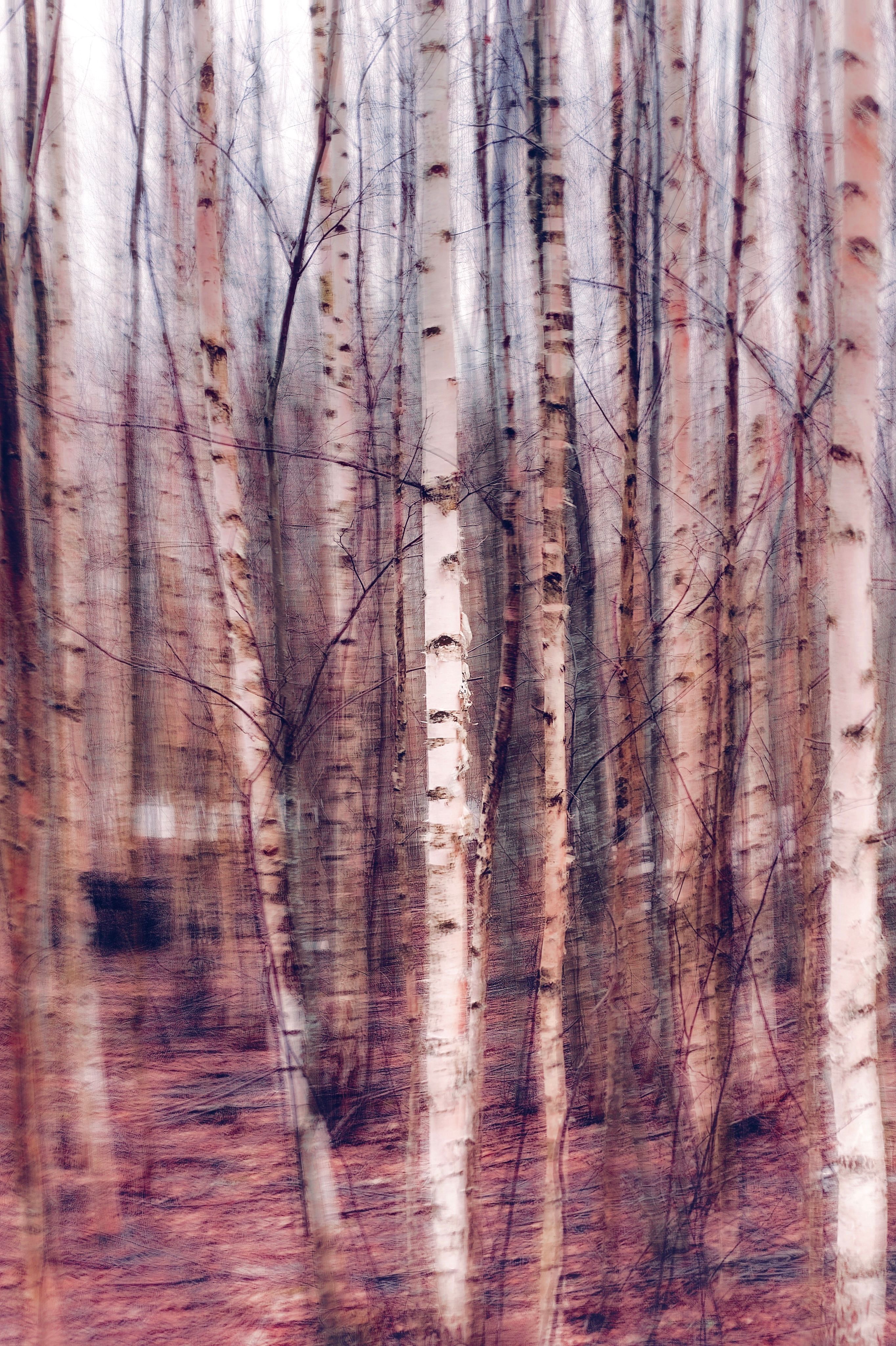 A blurred artistic capture of a birch forest, showcasing vertical trunks and natural beauty.