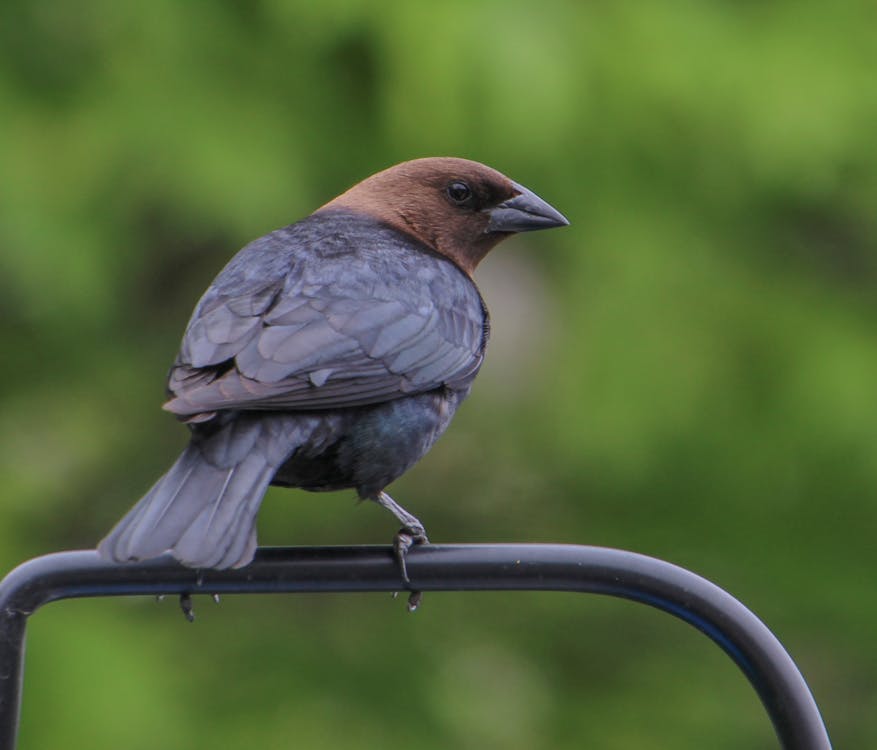 Brown Headed Cowbird · Free Stock Photo