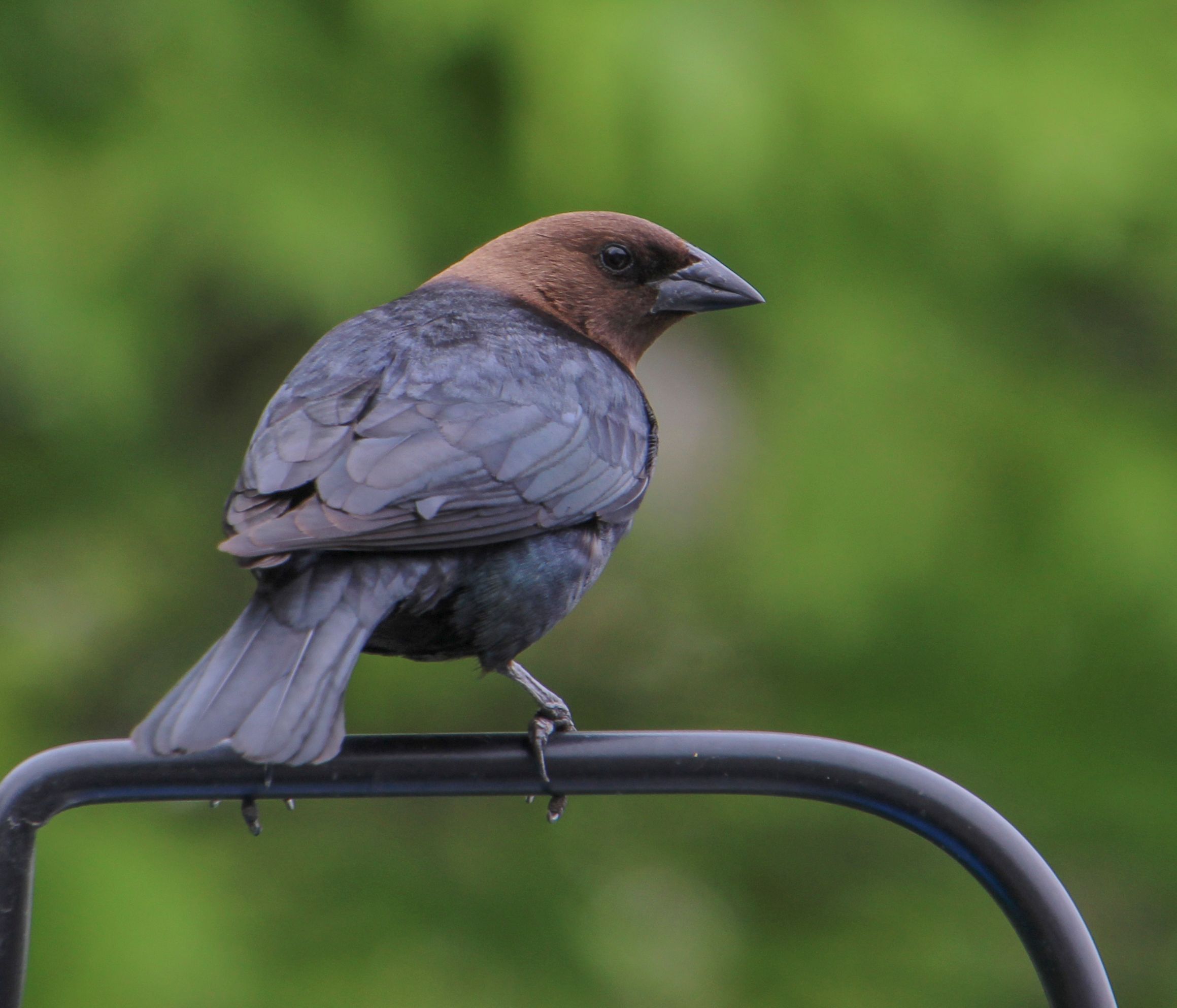 Gratis Brun Hovede Cowbird Lagerfoto
