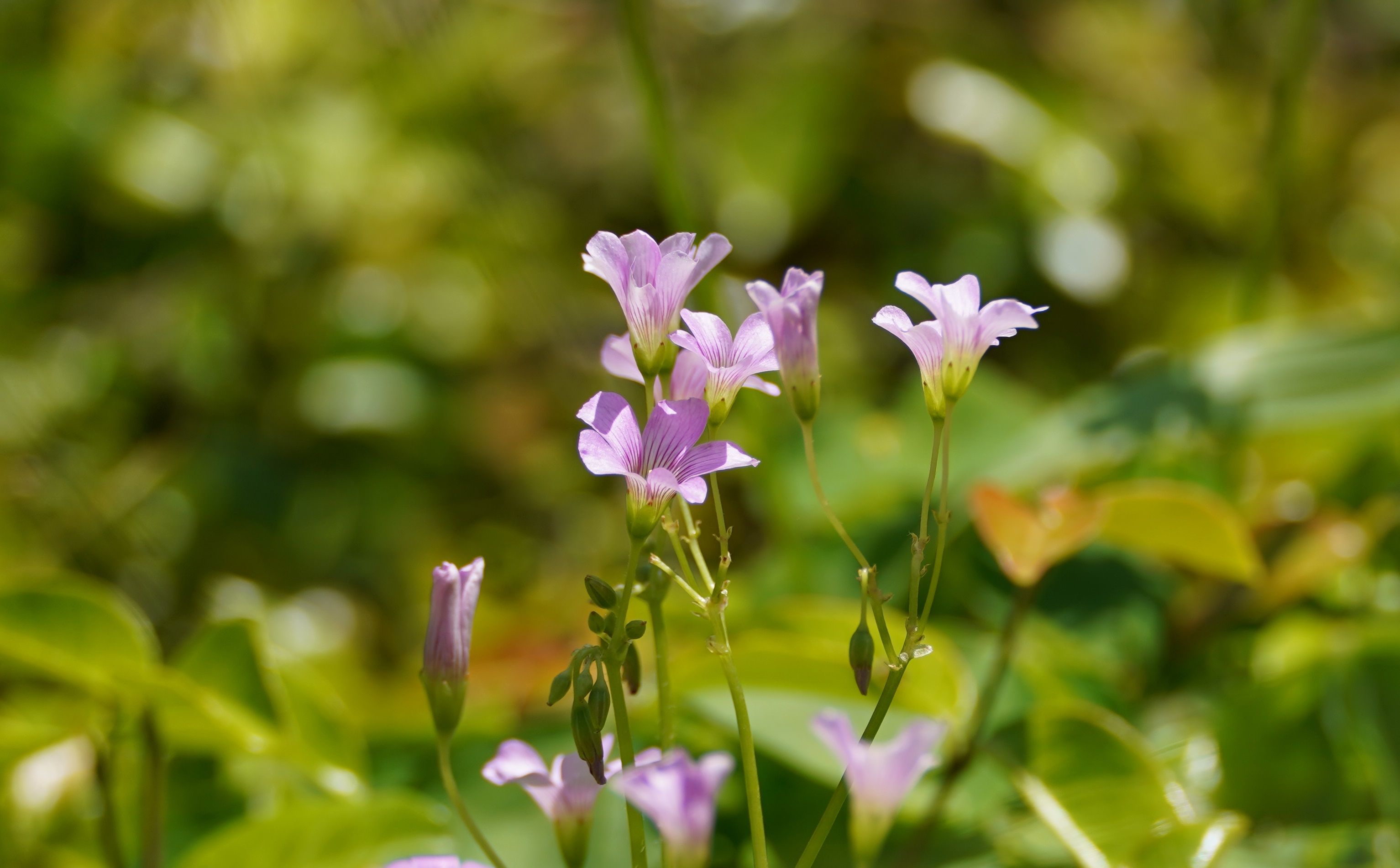 Neon Plants Wallpaper Photos, Download The BEST Free Neon Plants
