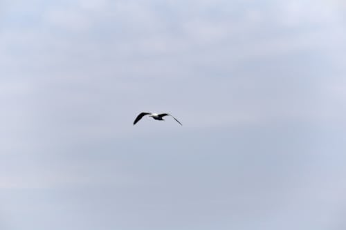 Bezpłatne Darmowe zdjęcie z galerii z dzika przyroda, latanie, mewa Zdjęcie z galerii