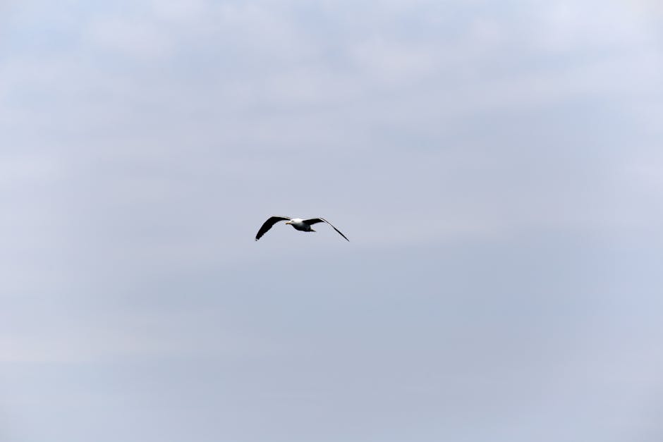 White Seagull Flying Under Gray Sky