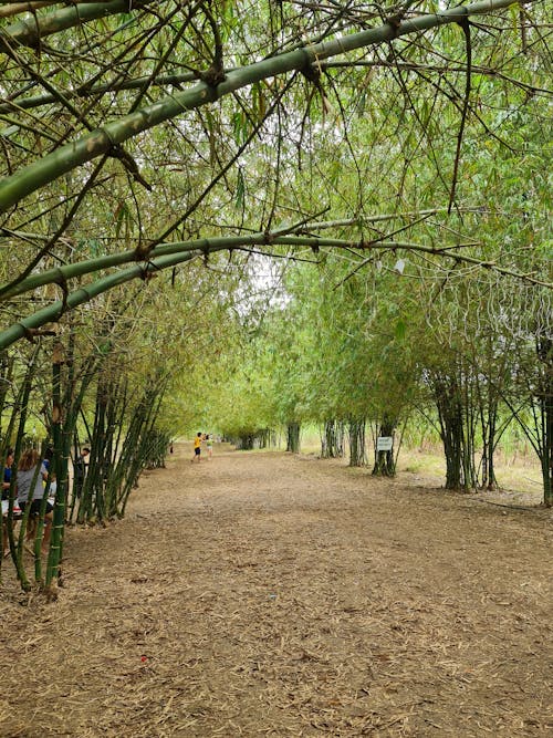 Fotobanka s bezplatnými fotkami na tému bambusy, cesta na vidieku, krajina