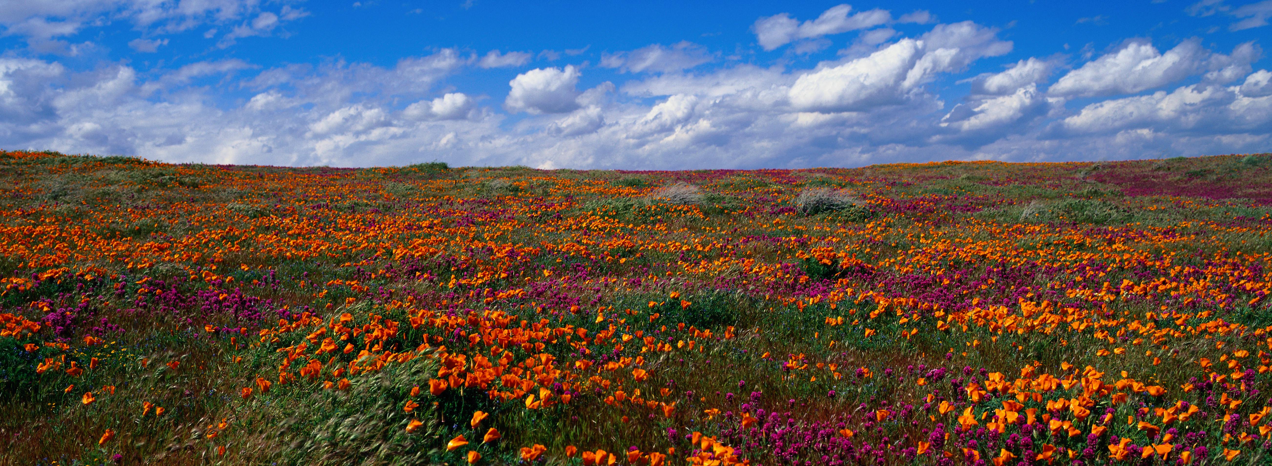 Red carpet glamour inspired cover image celebrating Diana Ross