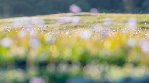Free stock photo of background, contrast, flower field