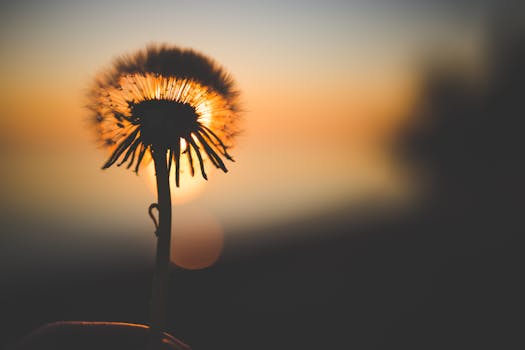 Silhouette of Dandelion Behind Sun