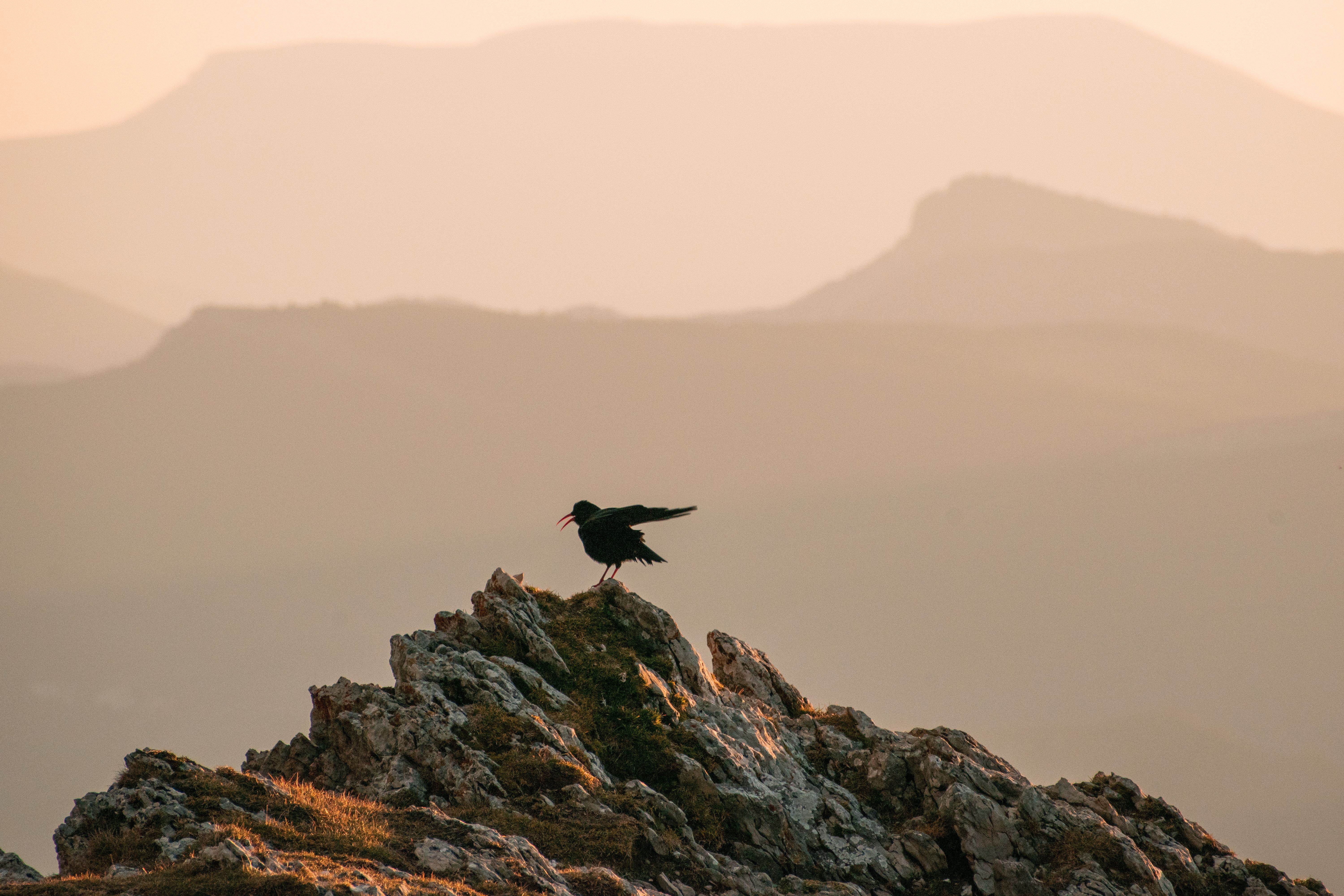 Why the 'Early Bird' Myth Fails Most People (And What Actually Works for Peak Performance)