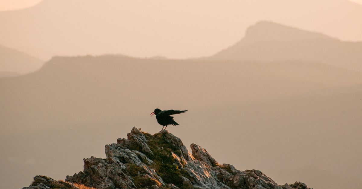 Why the 'Early Bird' Myth Fails Most People (And What Actually Works for Peak Performance)