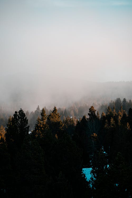 Fotobanka s bezplatnými fotkami na tému hlboký, les, mrak