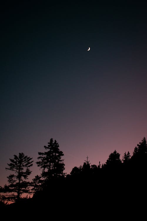 Crescent Moon over Forest