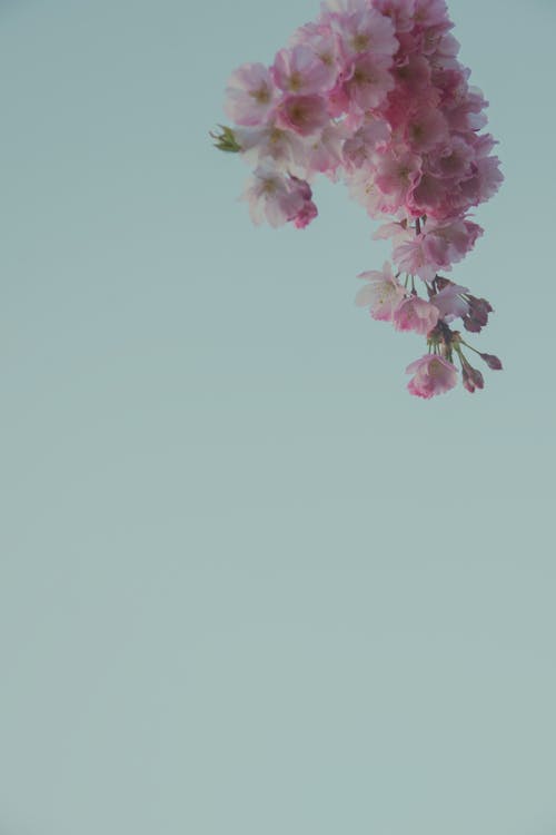 Foto profissional grátis de cereja japonesa, cerejeira, espaço do texto