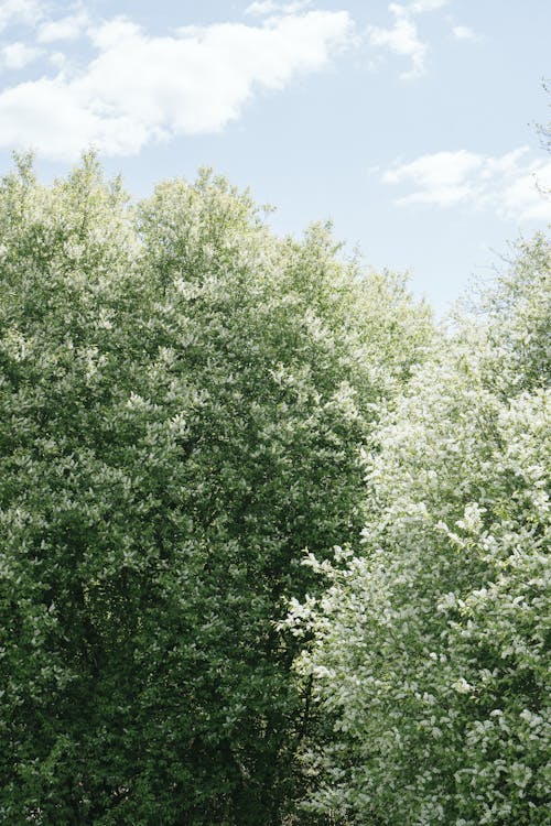 Trees with White Flowers 