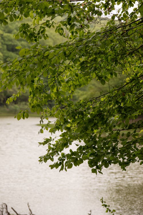 강, 나뭇잎, 낙엽의 무료 스톡 사진
