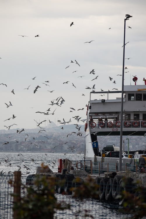 Gratis lagerfoto af bådtur, bosphorus-strædet, bosporus