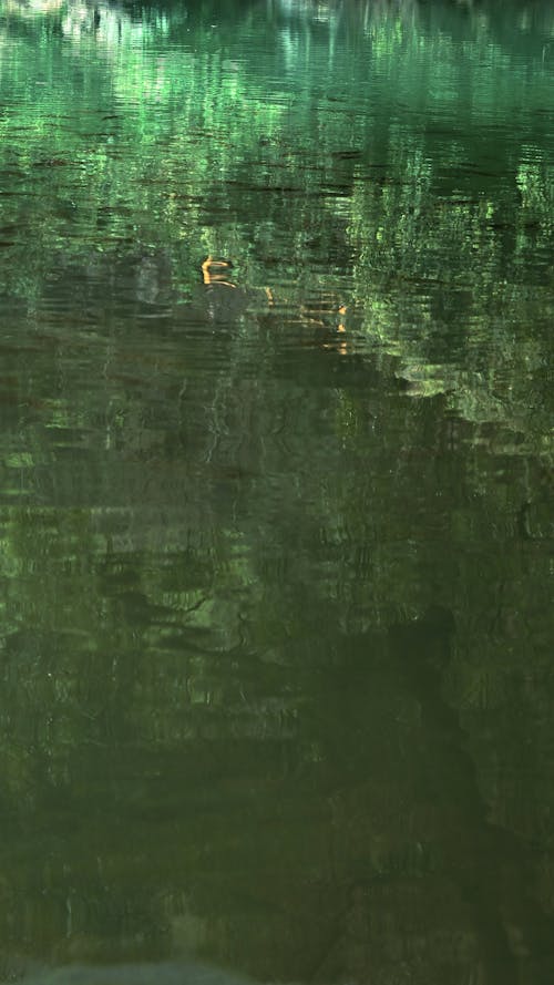 Foto profissional grátis de água, claro, ecológico