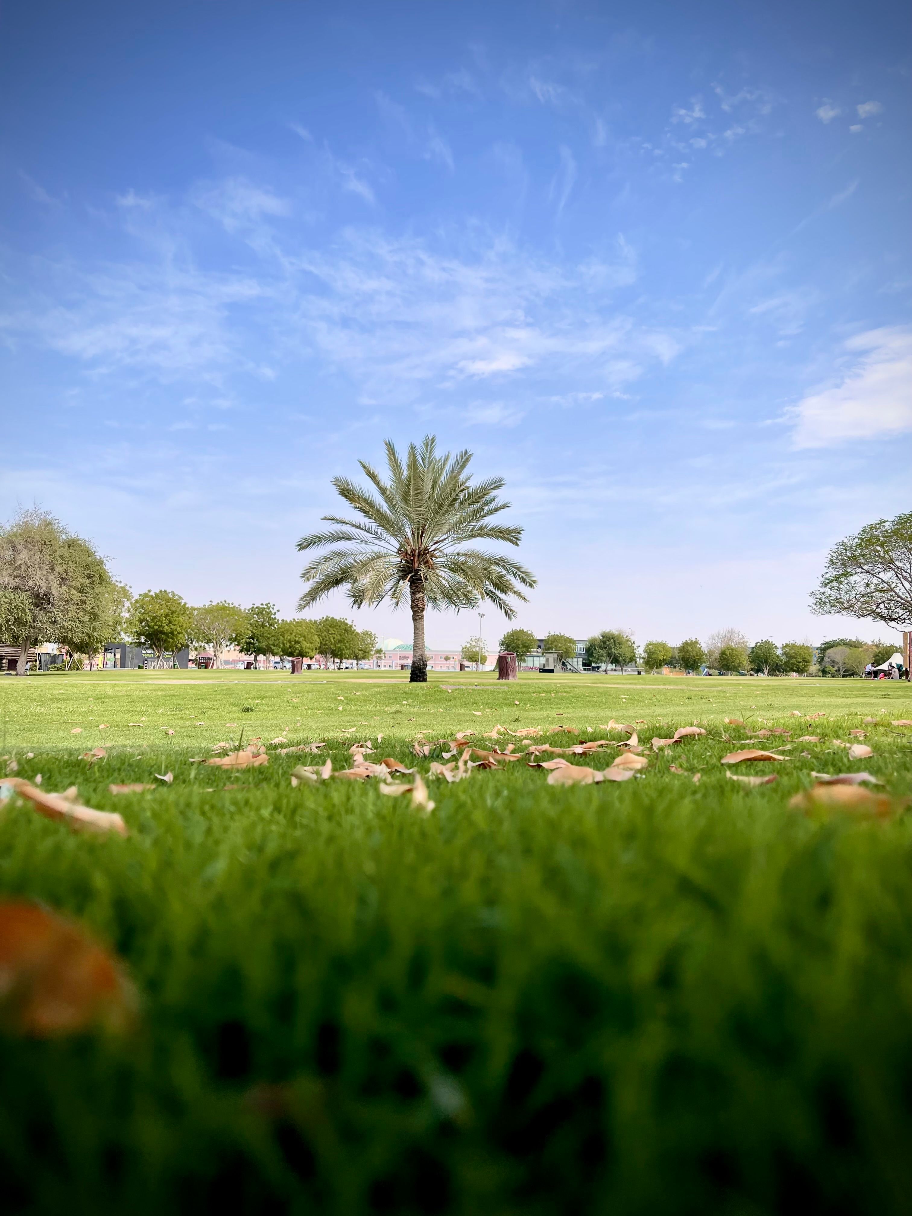 A Grass Field with Palm Trees under a Blue Sky · Free Stock Photo