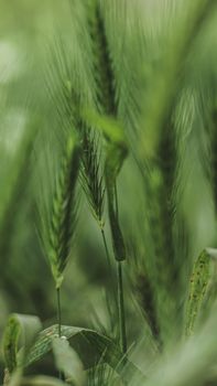 A detailed close-up view capturing vibrant green wheat stalks, symbolizing growth and agriculture.