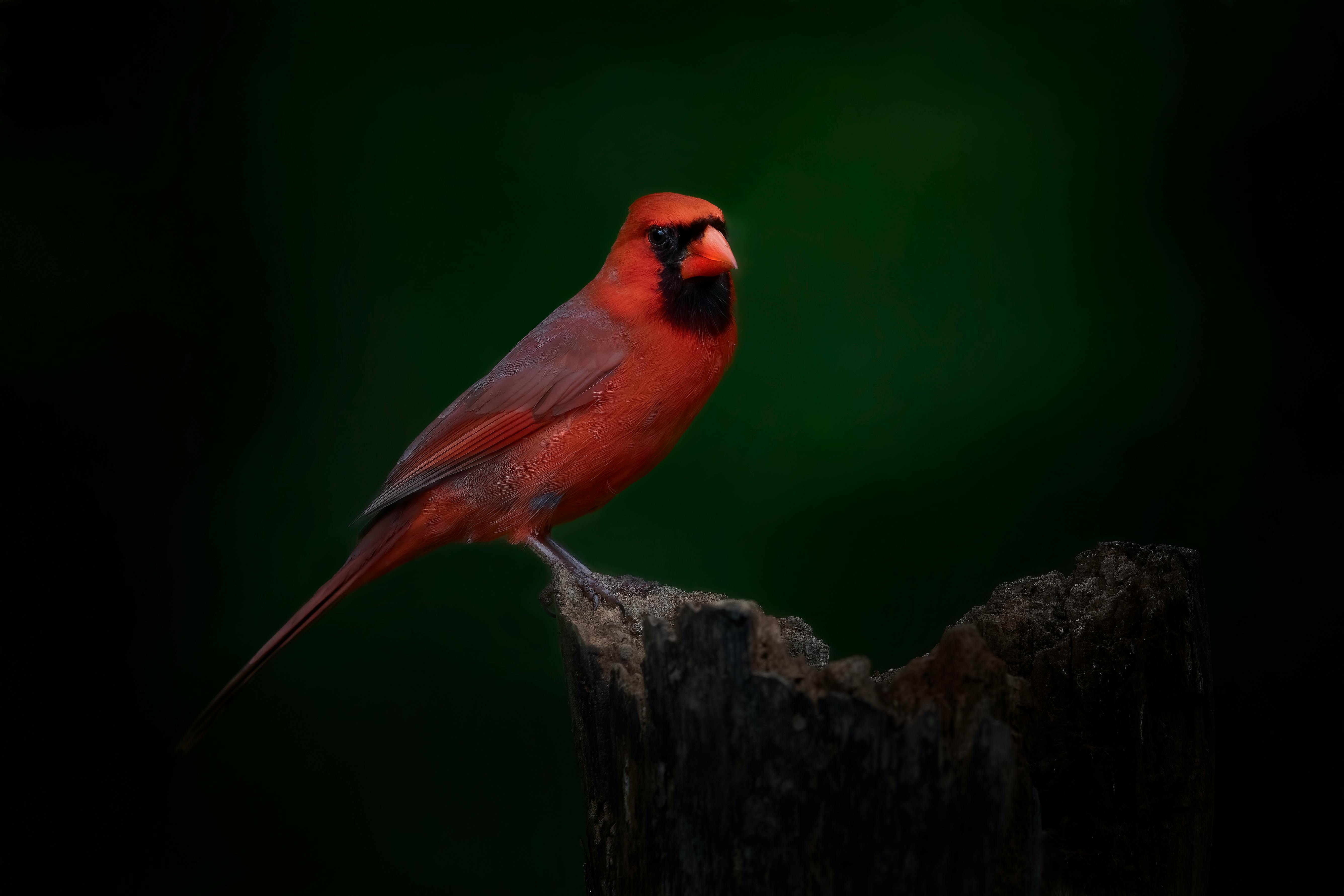 Phoebes Photos, Download The BEST Free Phoebes Stock Photos & HD Images