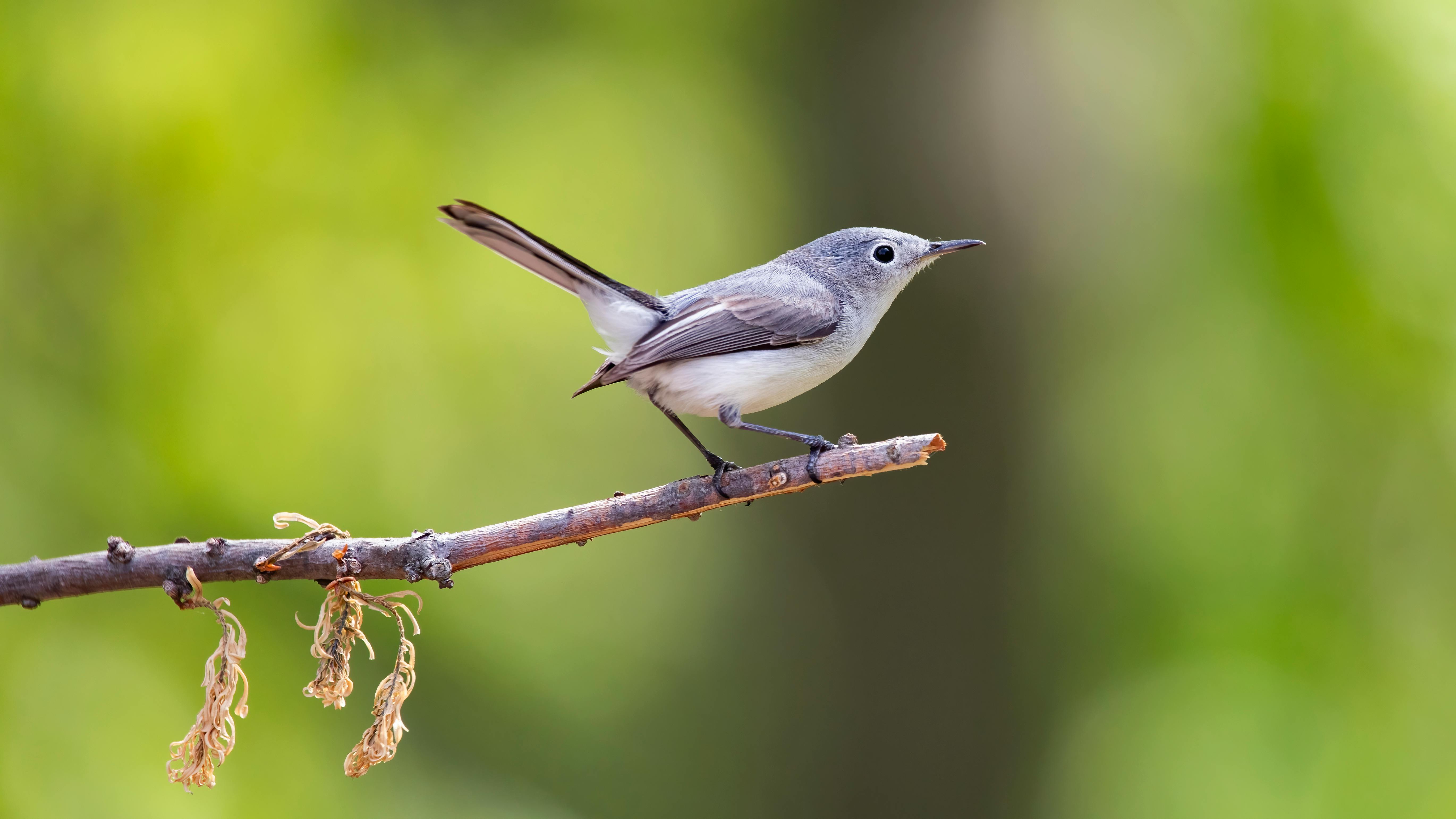 Phoebes Photos, Download The BEST Free Phoebes Stock Photos & HD Images