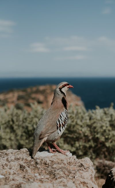 A Chukar partridge stands on a rocky cliff overlooking the sea, showcasing its distinct markings.
