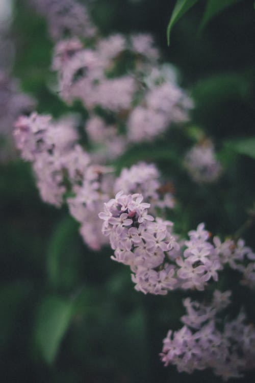 Ilmainen kuvapankkikuva tunnisteilla bokeh, jousi, kasvit